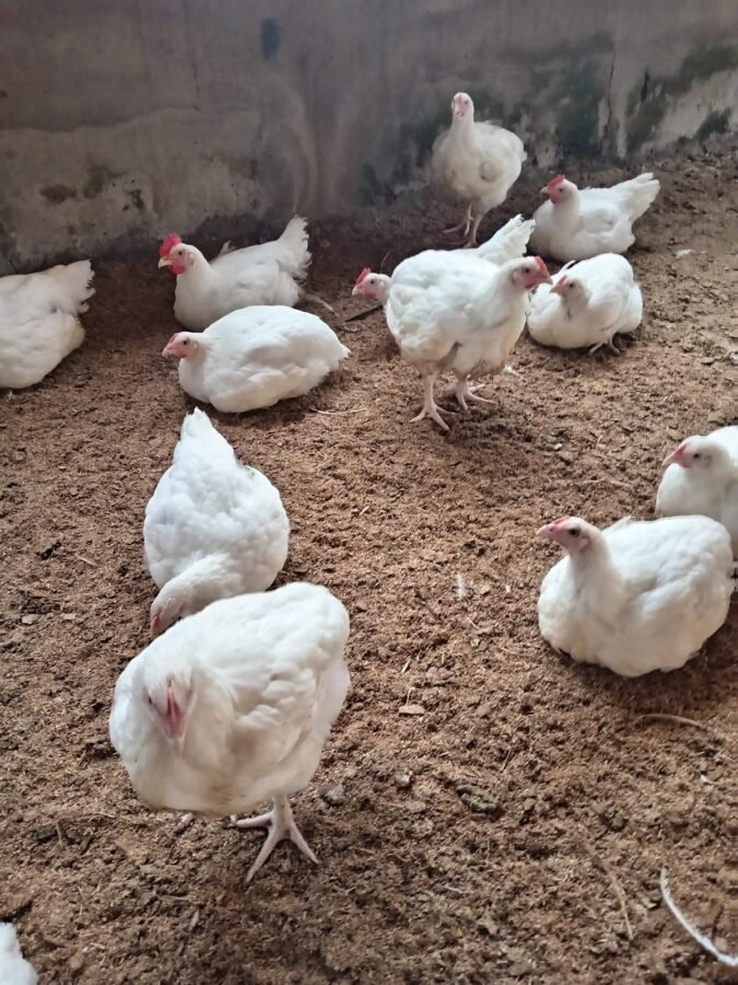 Poultry farm