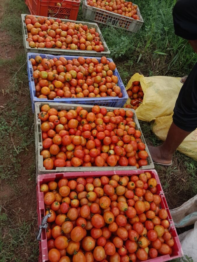 E-SAM FARM