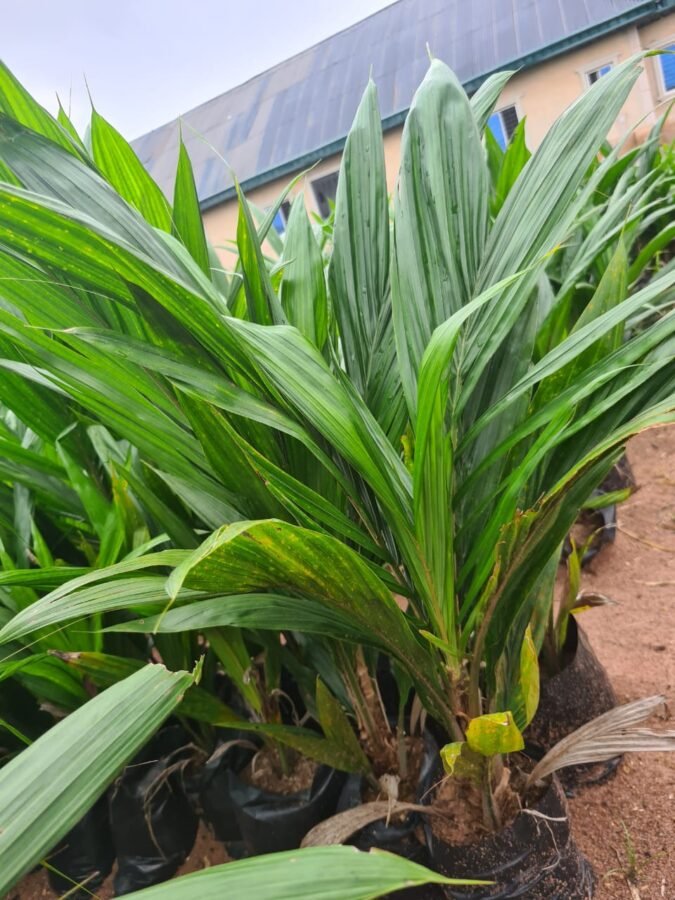 Buyers agro venture