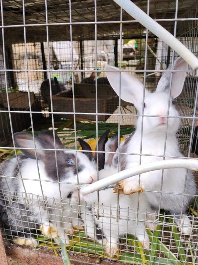 BAOL RABBITRY