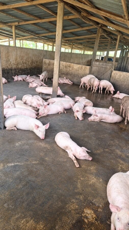 Ecolive Heritage farm