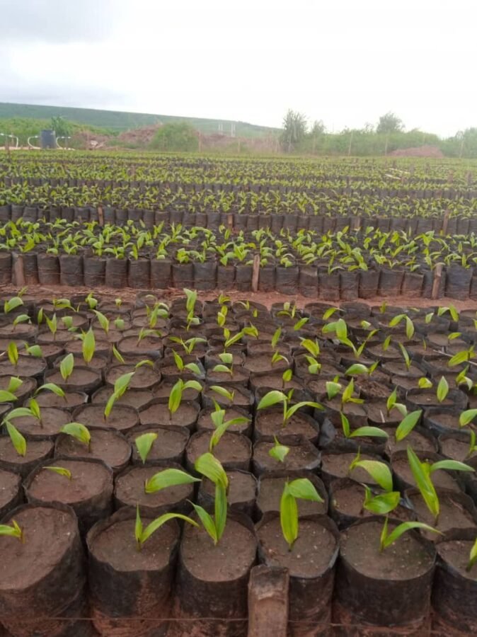 Will's Palm & Agro Enterprise