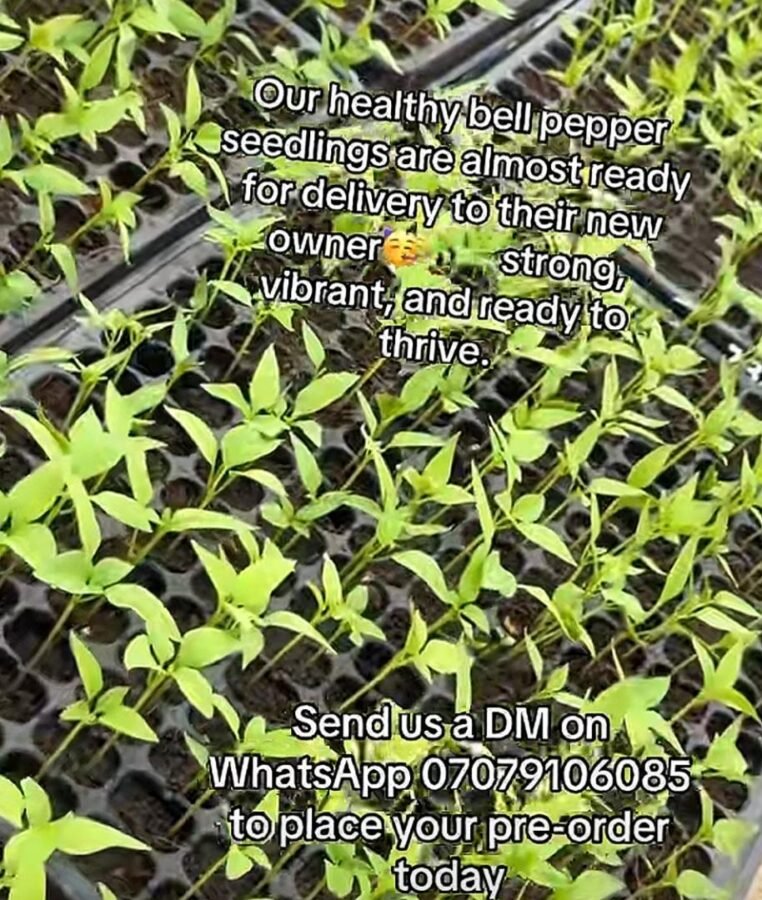 Agrofix_evolutionlimited