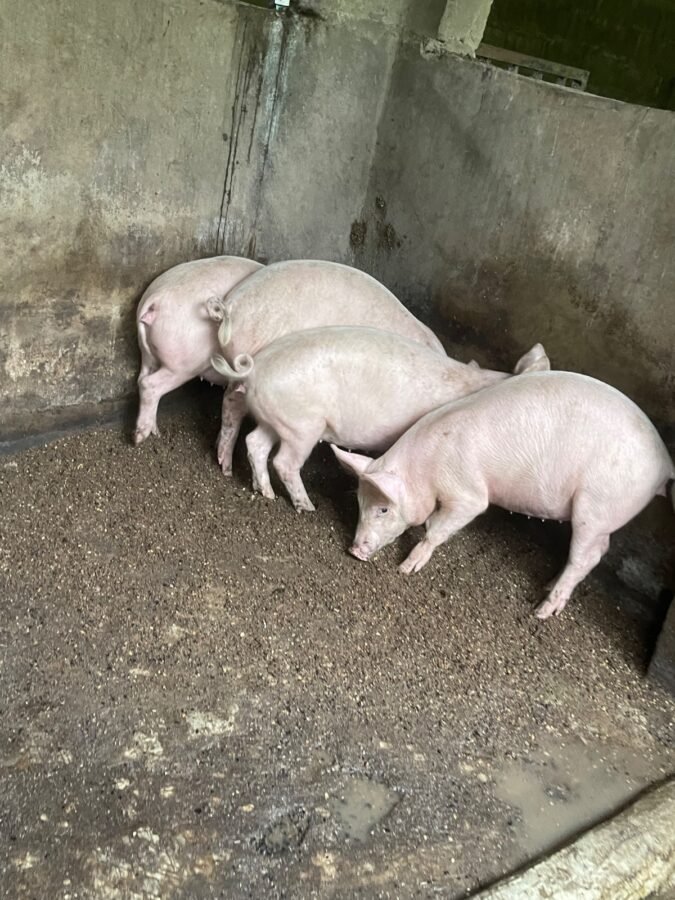 Imported Premium Grower Pigs Available for Sale