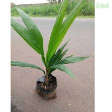 Humphrey Agro Ventures